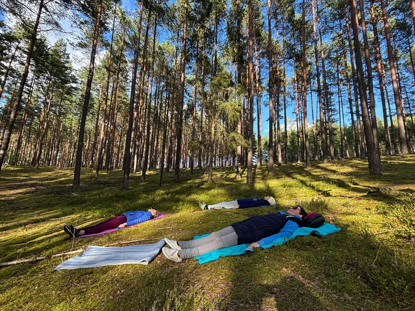 Calm forest in morning light